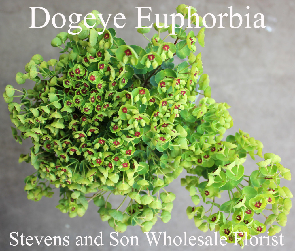 Dogeye Euphorbia - Photo Credit Allison Linder