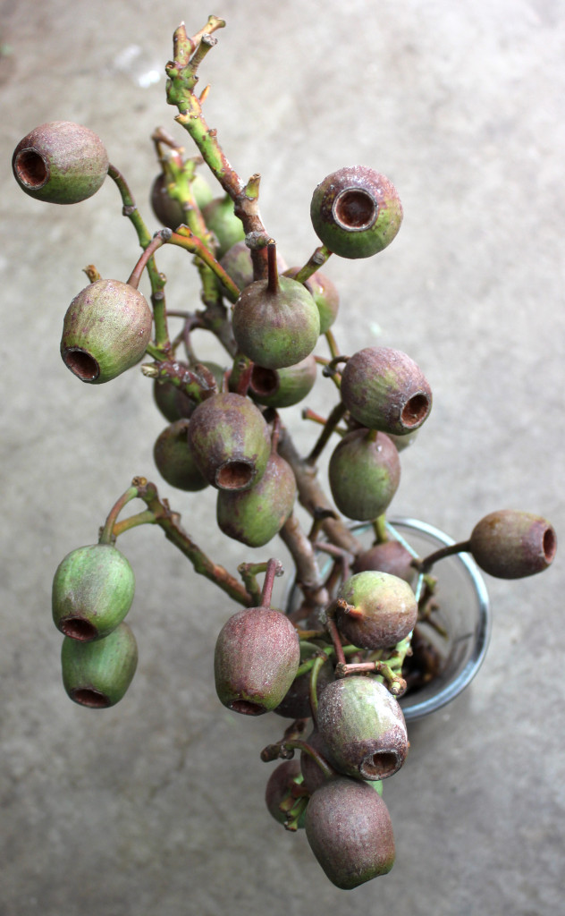 Eucalyptus Nuts - Aerial View - Photo Credit Allison Linder