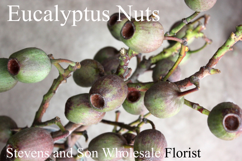 Eucalyptus Nuts - Photo Credit Allison Linder