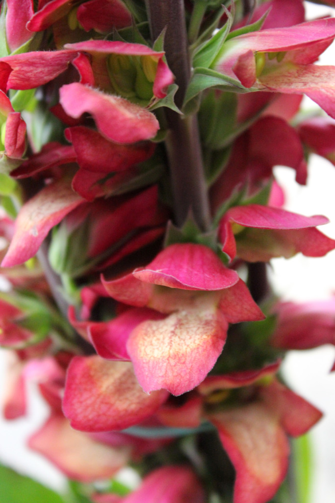 Foxglove - Detail - Photo Credit Allison Linder
