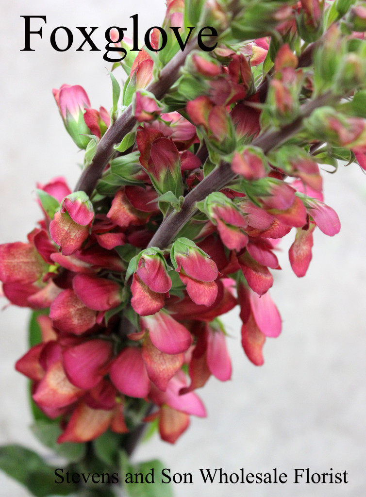 Foxglove - Photo Credit Allison Linder