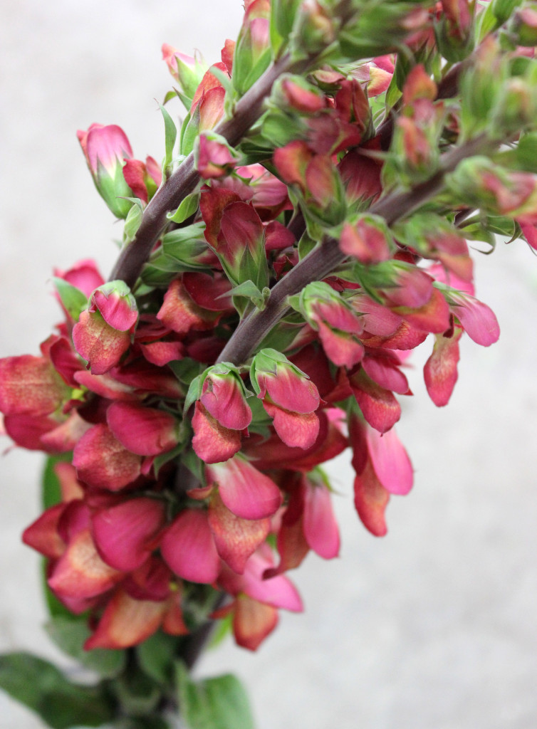 Foxglove - Side - Photo Credit Allison Linder