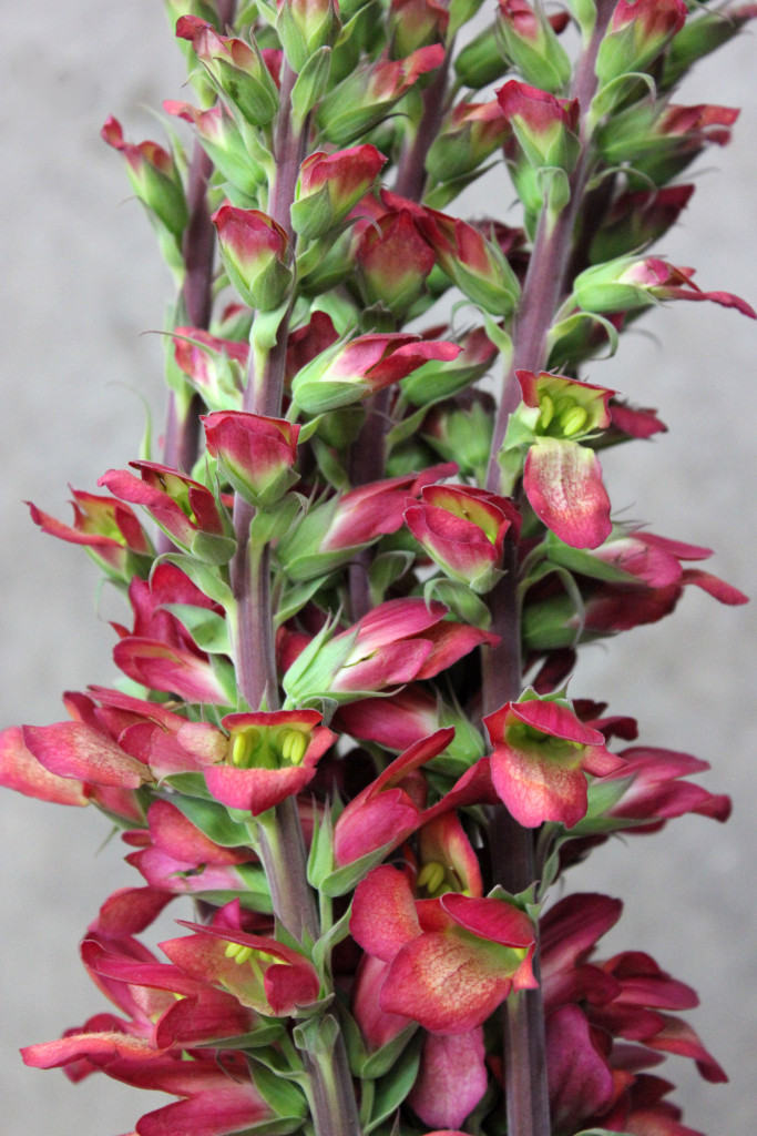 Foxglove - Side View - Photo Credit Allison Linder