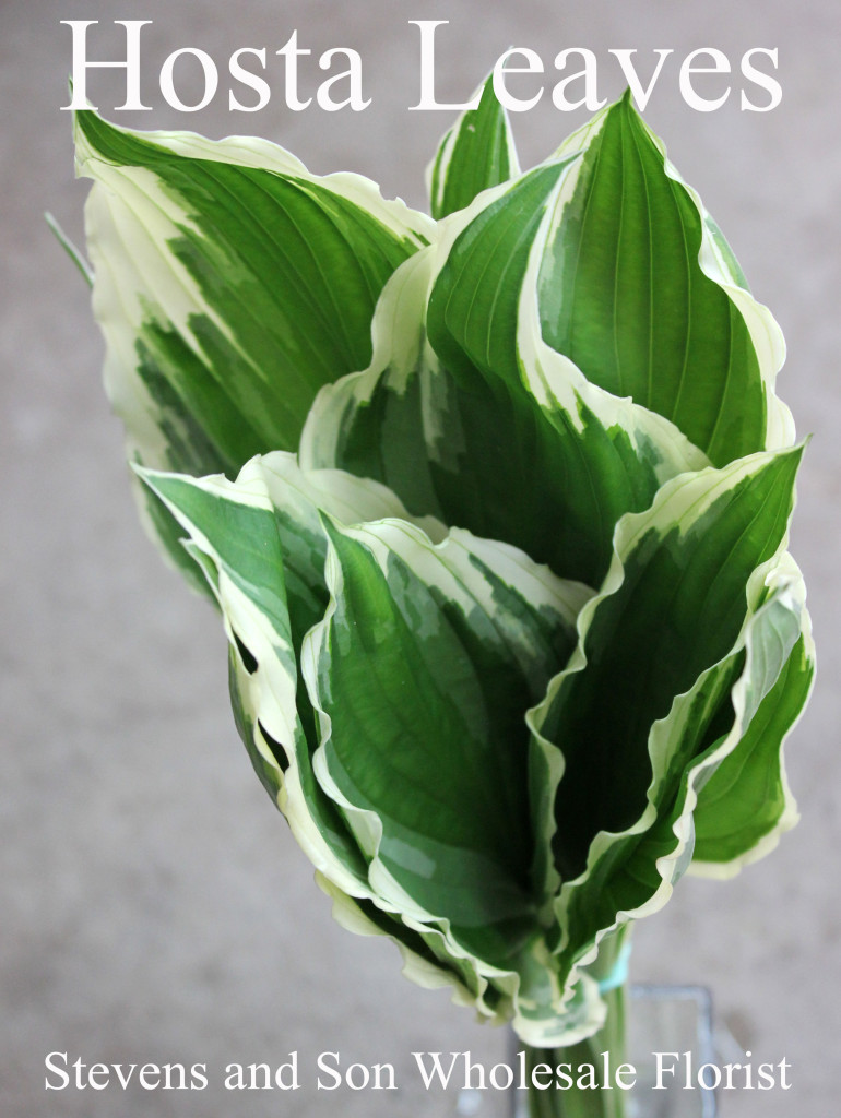 Hosta Leaves - Photo Credit Allison Linder