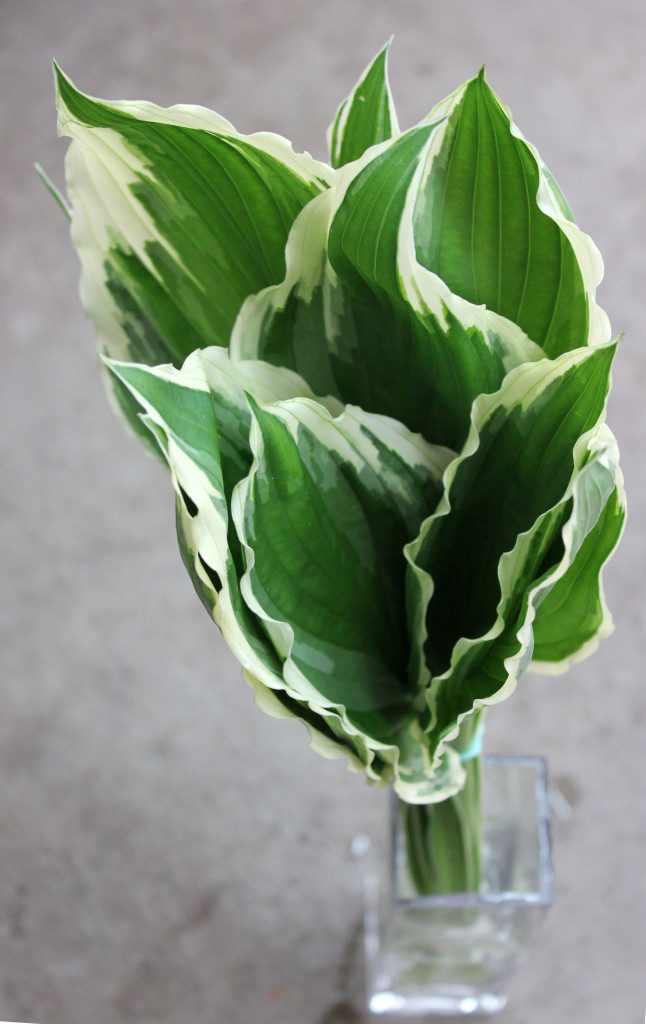 Hosta Leaves - Side - Photo Credit Allison Linder