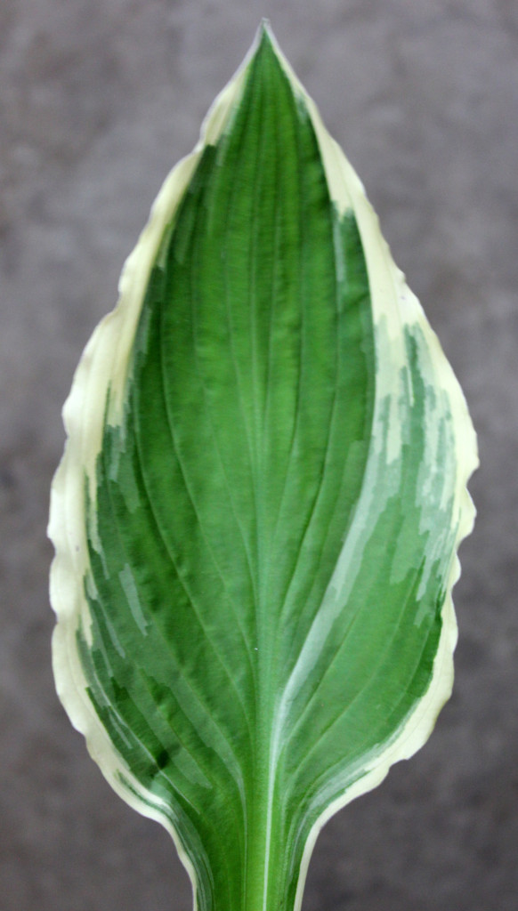 Hosta Leaves - Single - Photo Credit Allison Linder