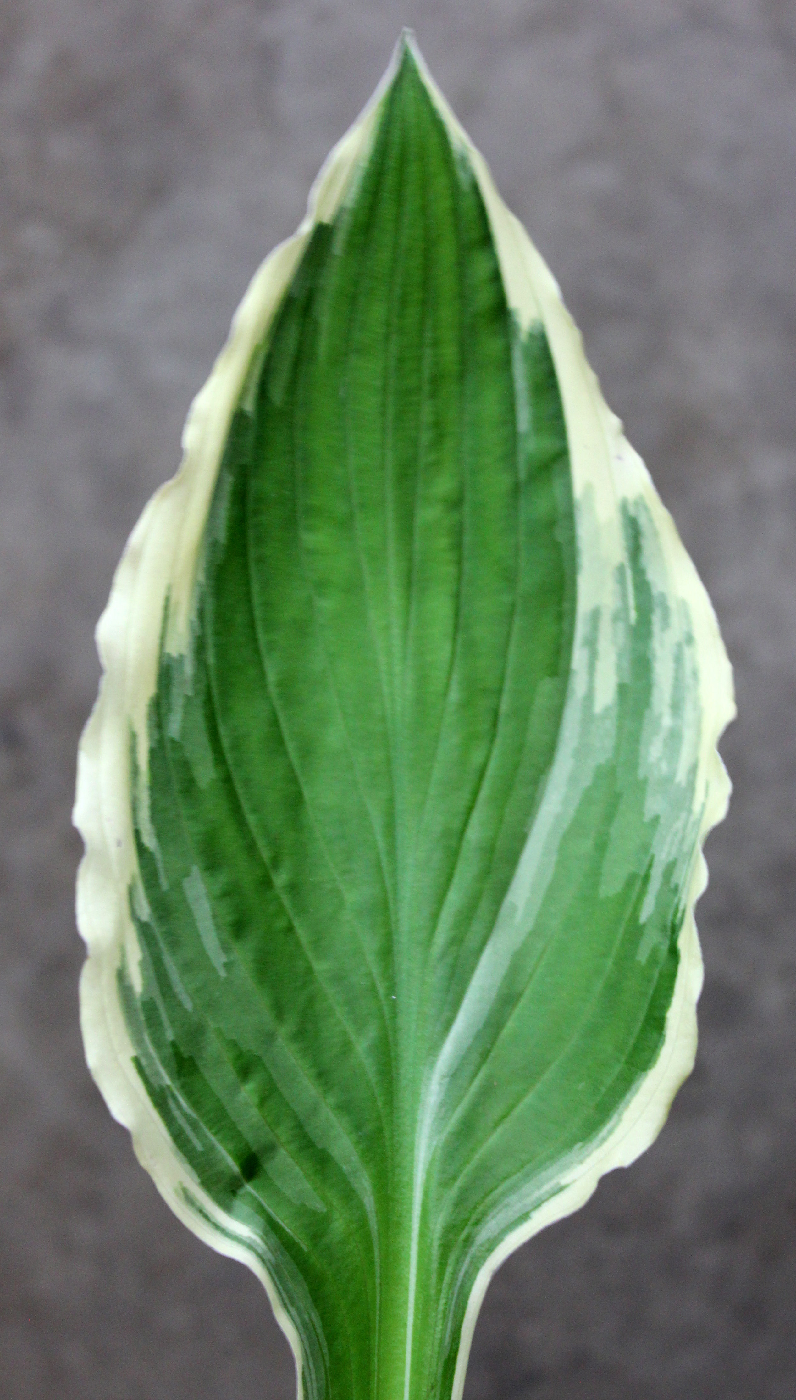 Hosta Leaves | Stevens and Son Wholesale Florist