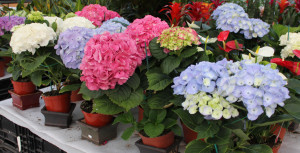 Hydrangea - Photo Credit Allison Linder