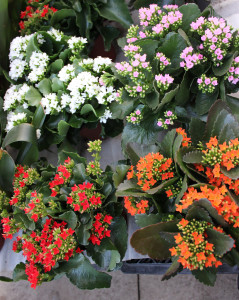 Kalanchoe - Photo Credit Allison Linder