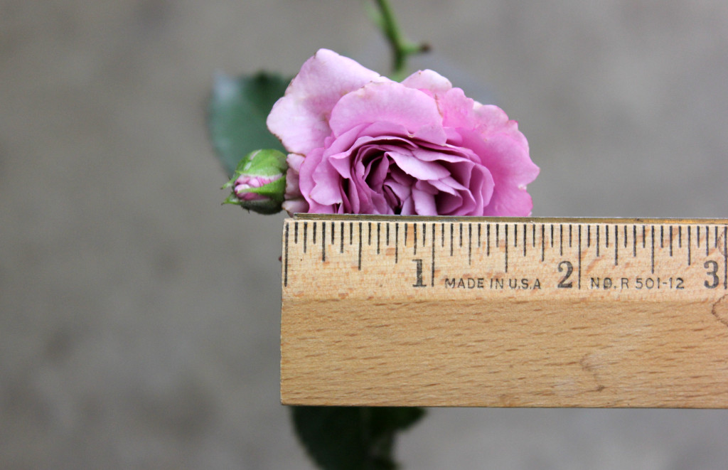 Lavender Bel - Measured - Photo Credit Allison Linder