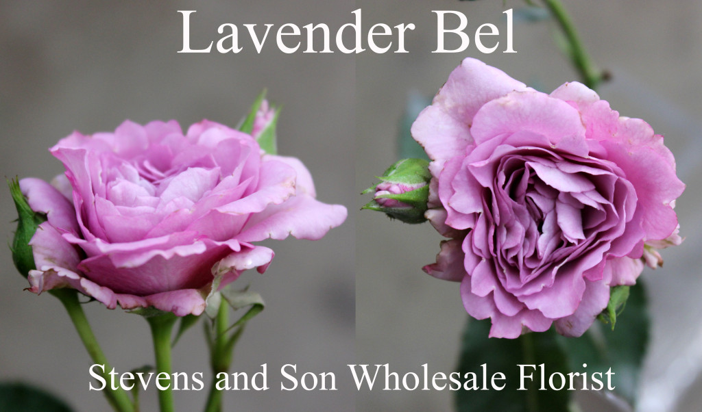 Lavender Bel - Photo Credit Allison Linder