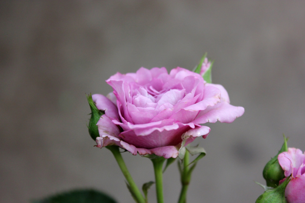 Lavender Bel - Side - Photo Credit Allison Linder