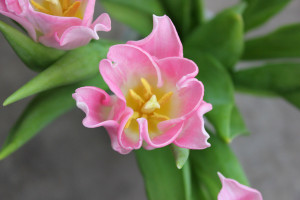 Lily Flower Tulip - Detail - Photo Credit Allison Linder