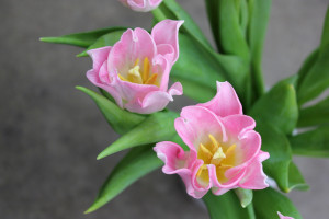 Lily Flower Tulip - Pink - Photo Credit Allison Linder