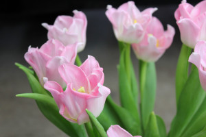 Lily Flower Tulip - Side - Photo Credit Allison Linder