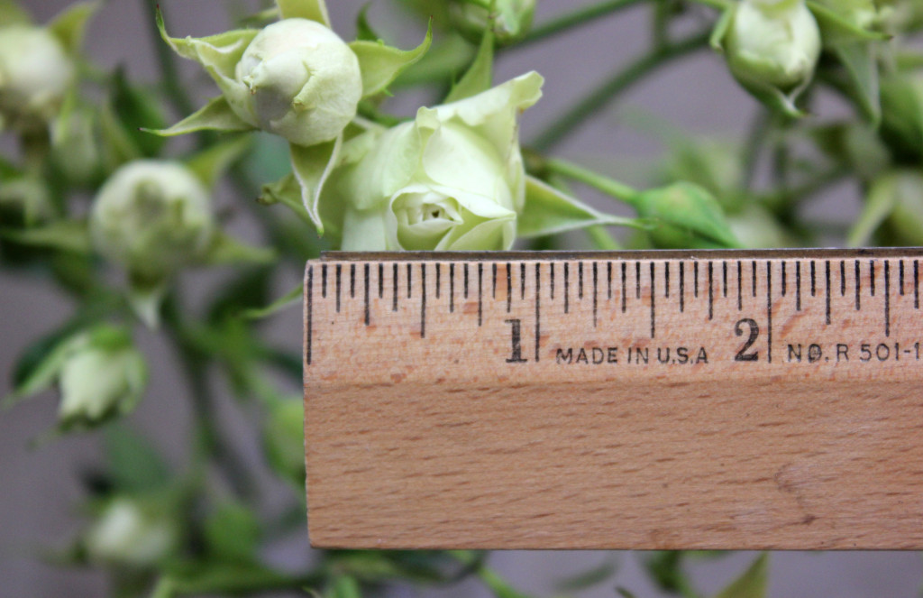 Luviana - Measured - Photo Credit Allison Linder