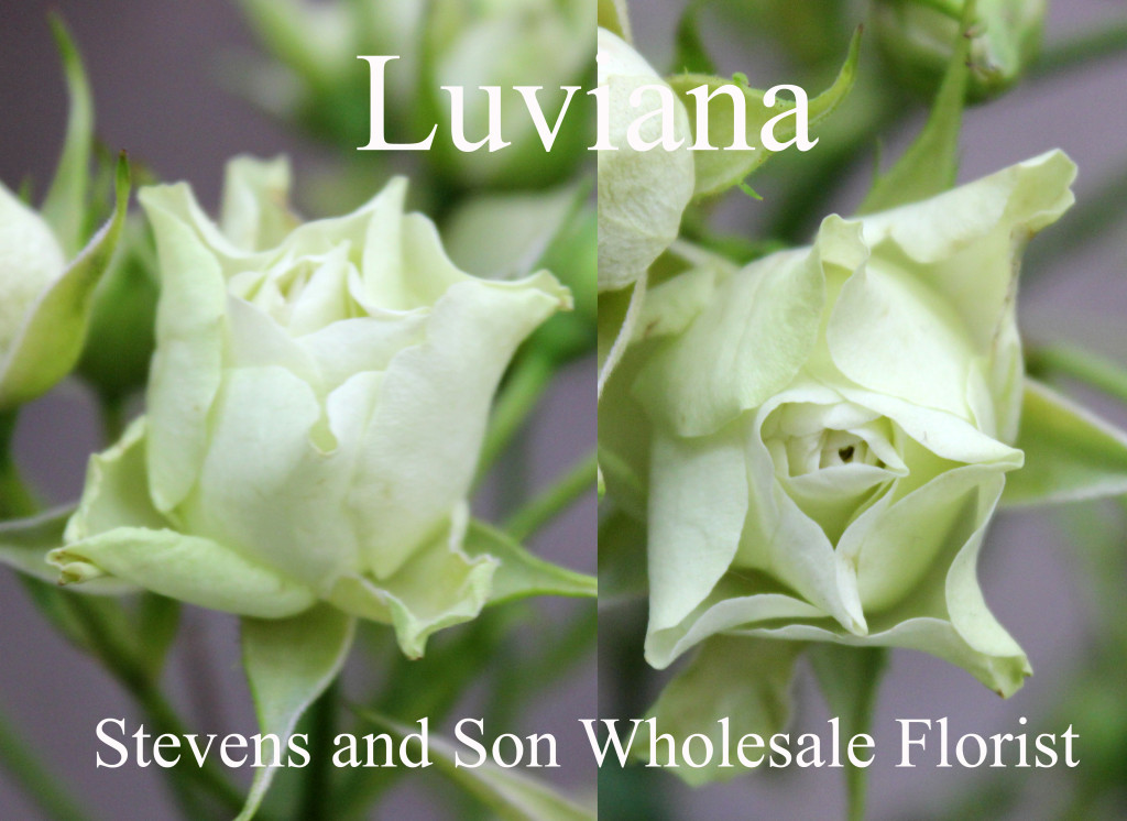Luviana - Photo Credit Allison Linder