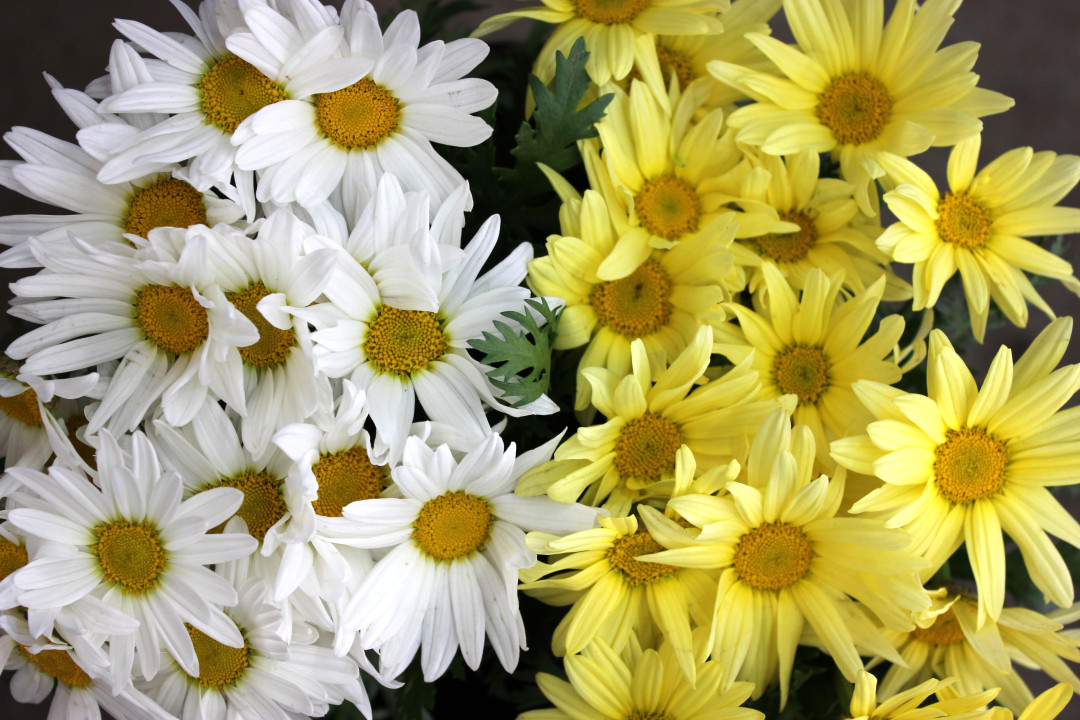 Marguerite Daisies Stevens and Son Wholesale Florist