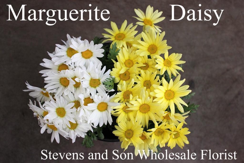 Marguerite Daisy - Photo Credit Allison Linder