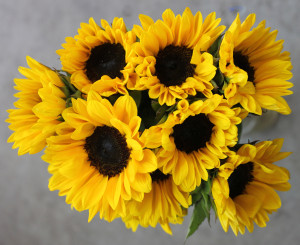 Mini Sunflowers - Group - Photo Credit Allison Linder