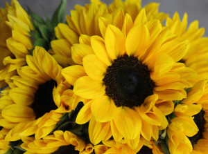 Mini Sunflowers - Single - Photo Credit Allison Linder