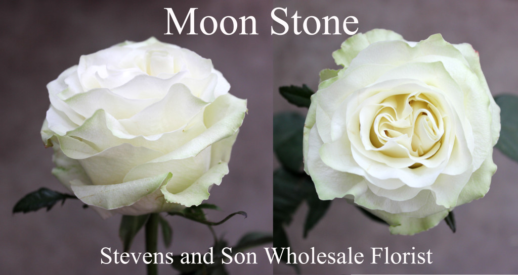 Moon Stone - Photo Credit Allison Linder