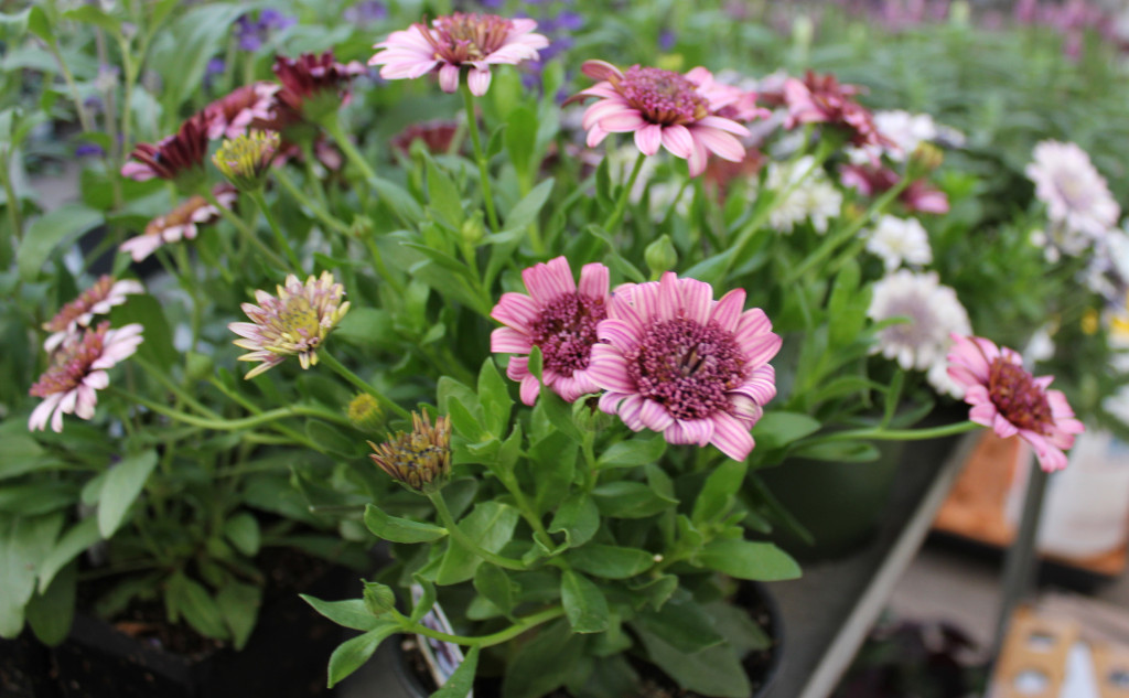 Mums - 2 - Photo Credit Allison Linder