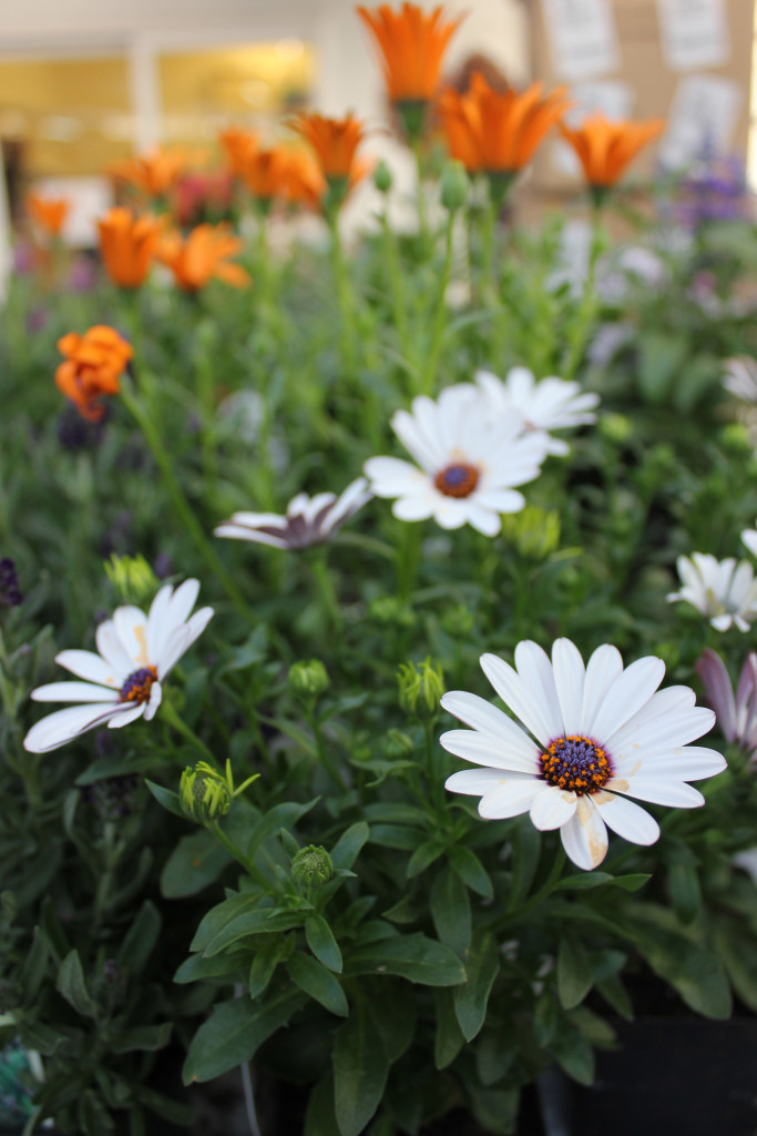 Mums - Photo Credit Allison Linder