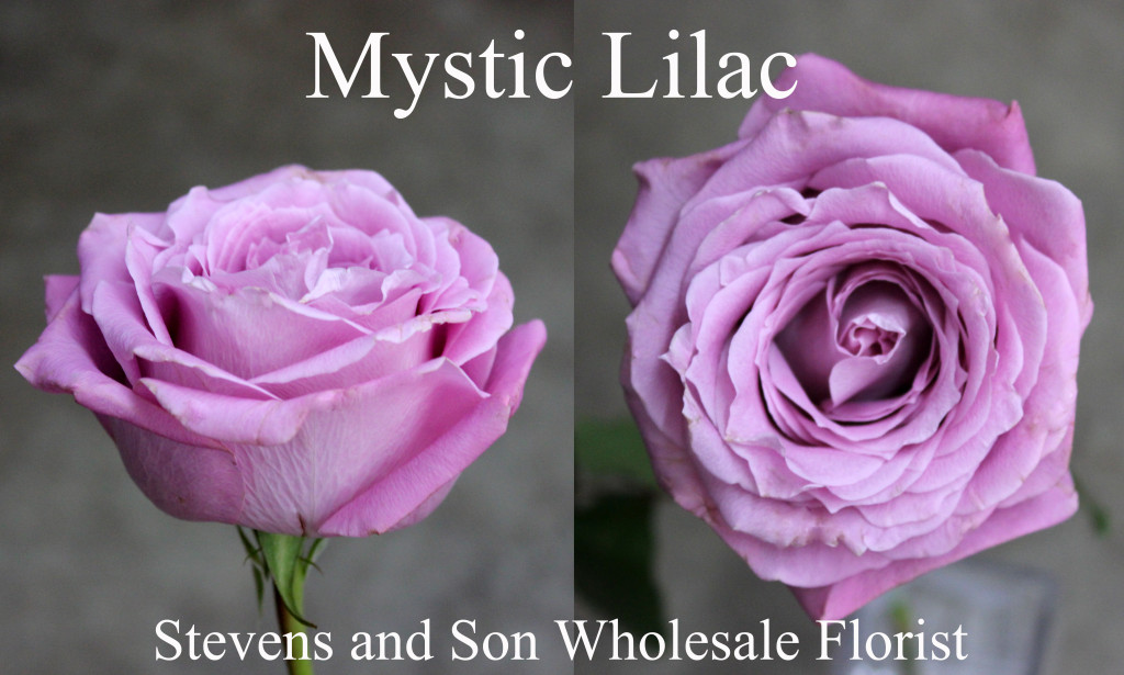 Mystic Lilac - Photo Credit Allison Linder