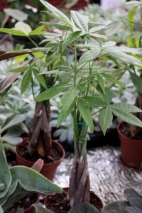 Pachira Braid - Photo Credit Allison Linder
