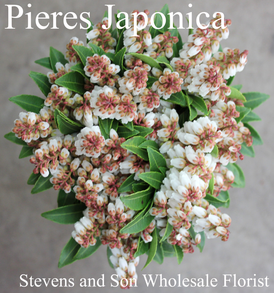 Pieres Japonica Flowering - Photo Credit Allison Linder