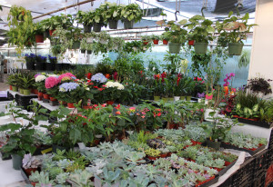 Plant Department 1 - Photo Credit Allison Linder