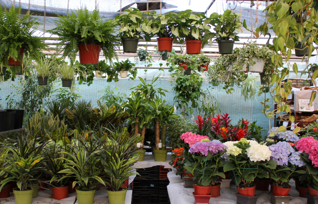 Plant Department 2 - Photo Credit Allison Linder