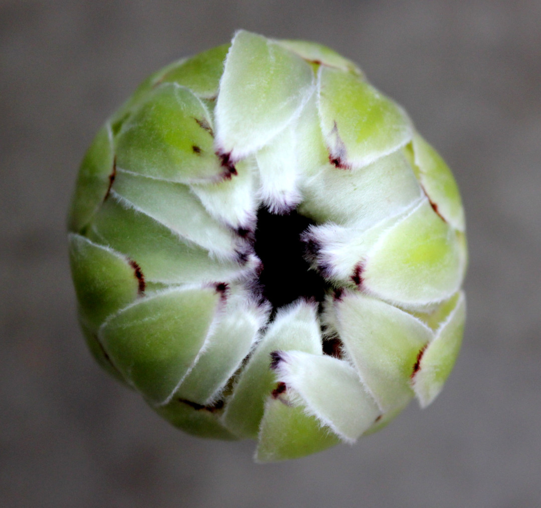 White Rhino Protea Stevens and Son Wholesale Florist