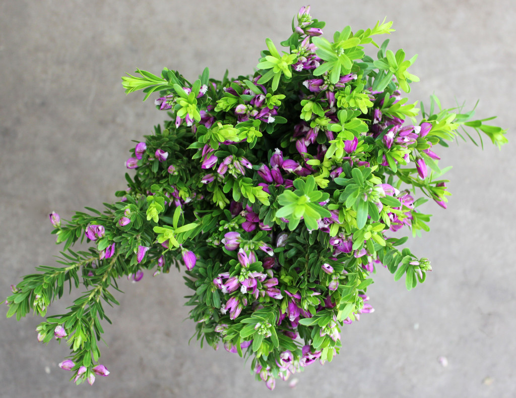 Purple Broom - Aerial - Photo Credit Allison Linder