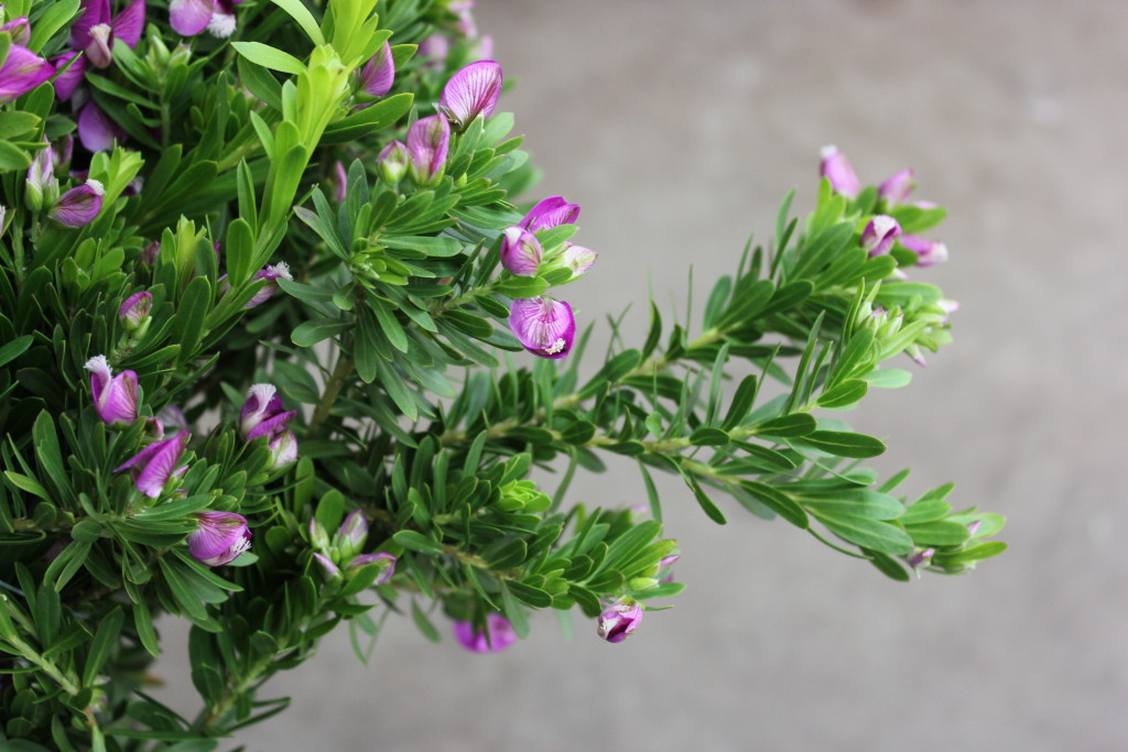 Purple Broom - Detail 2 - Photo Credit Allison LInder