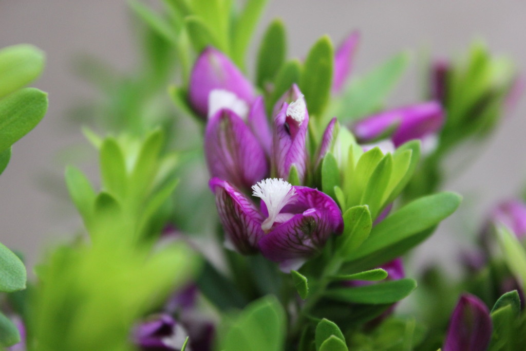 Purple Broom - Detail - Photo Credit Allison Linder
