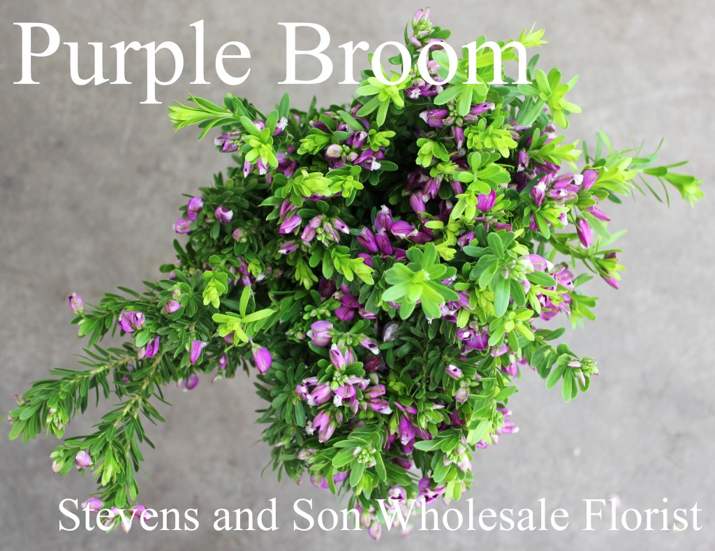 Purple Broom - Photo Credit Allison Linder