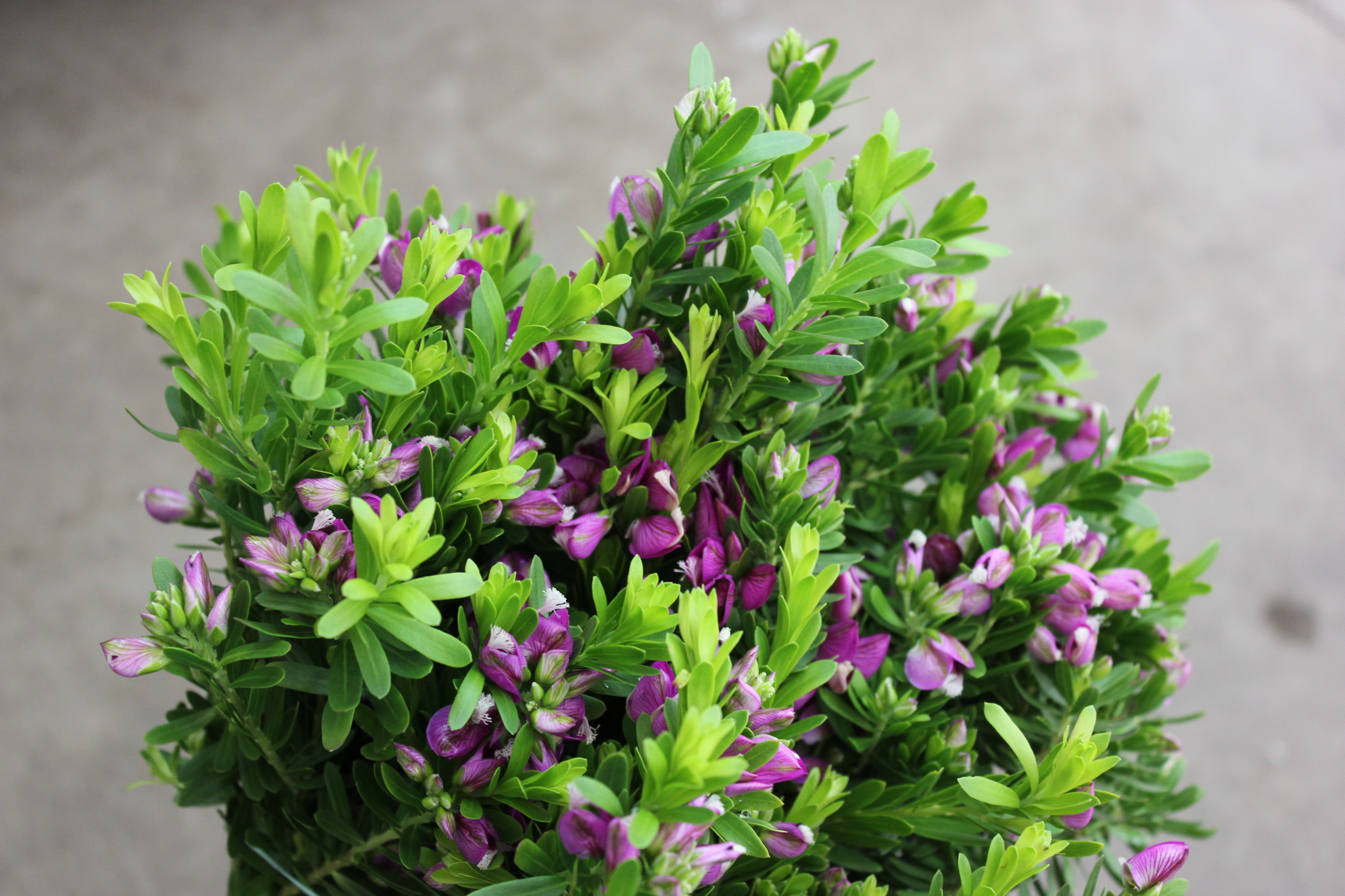 Purple Broom | Stevens and Son Wholesale Florist