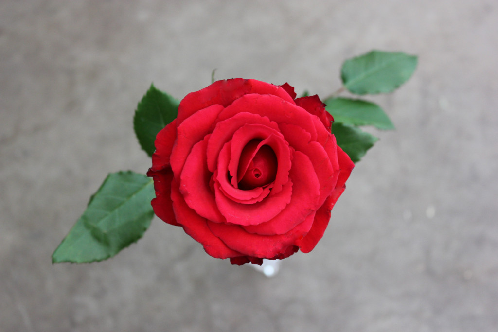 Red Calypso - Aerial - Photo Credit Allison Linder