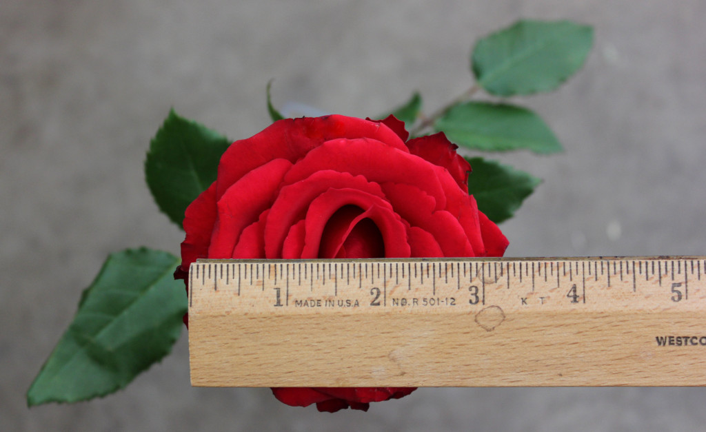 Red Calypso - Measured - Photo Credit Allison Linder