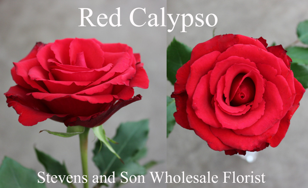 Red Calypso - Photo Credit Allison Linder