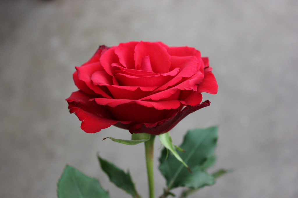 Red Calypso - Side - Photo Credit Allison Linder