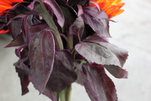Red Tint Sunflowers - Leaves Detail - Photo Credit Allison Linder