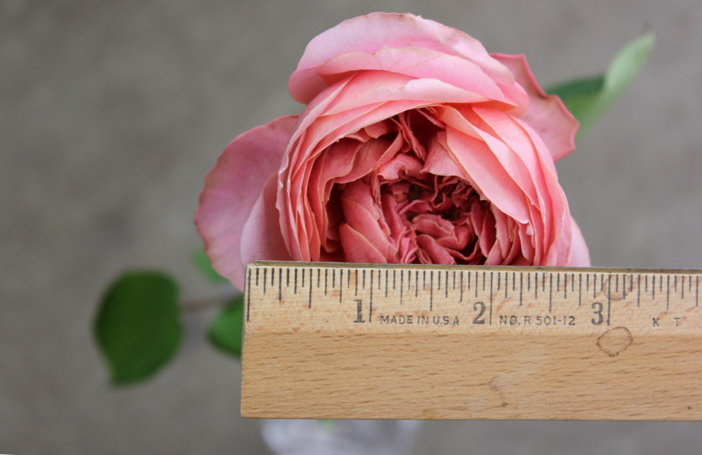 Romantic Antique - Measured - Photo Credit Allison Linder