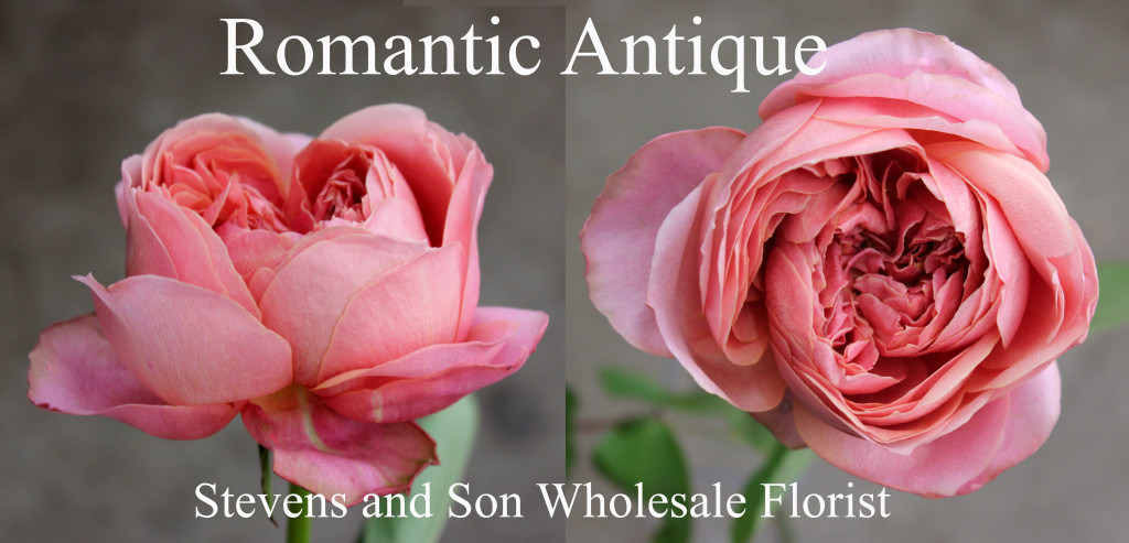 Romantic Antique - Photo Credit Allison Linder
