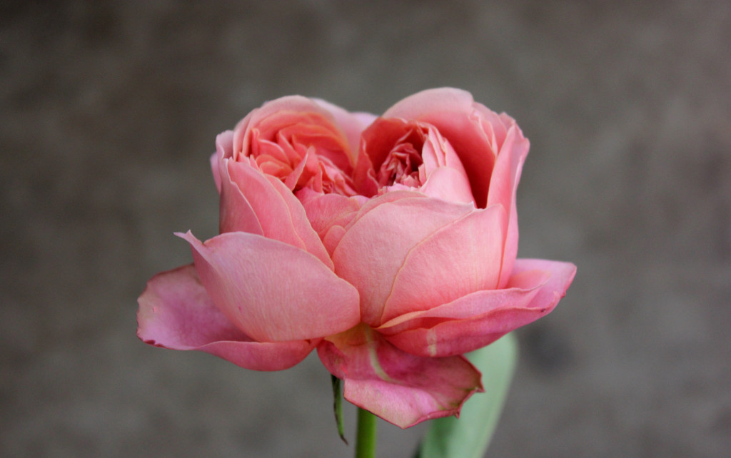 Romantic Antique - Side View - Photo Credit Allison Linder