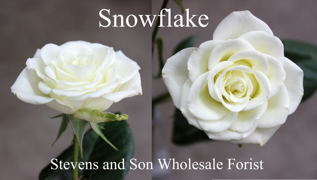 SNowflake - Photo Credit Allison Linder