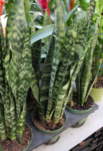 Sansevieria - Photo Credit Allison Linder
