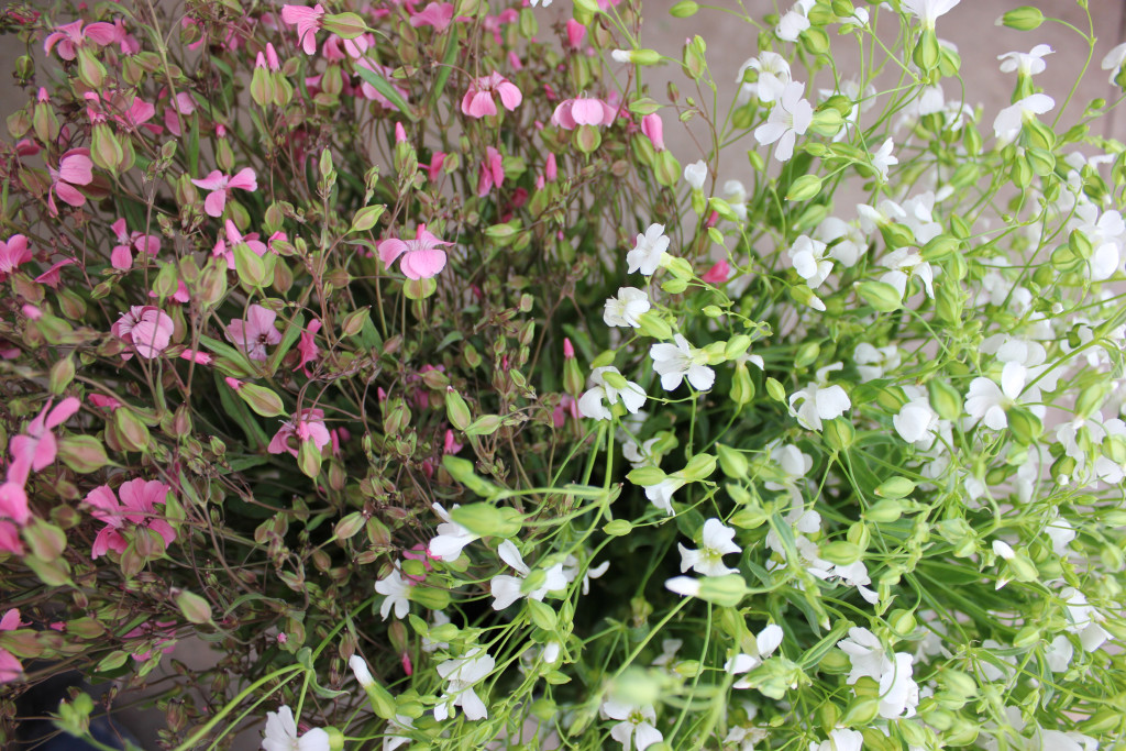 Saponaria - Aerial - Photo Credit Allison Linder